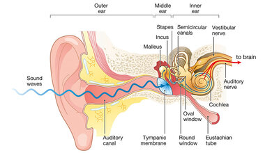 Grafische Darstellung des menschlichen Hörorgans und seiner Funktionsweise