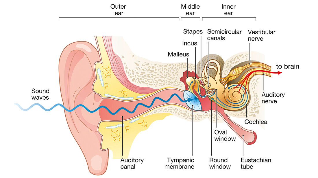 Grafische Darstellung des menschlichen Hörorgans und seiner Funktionsweise