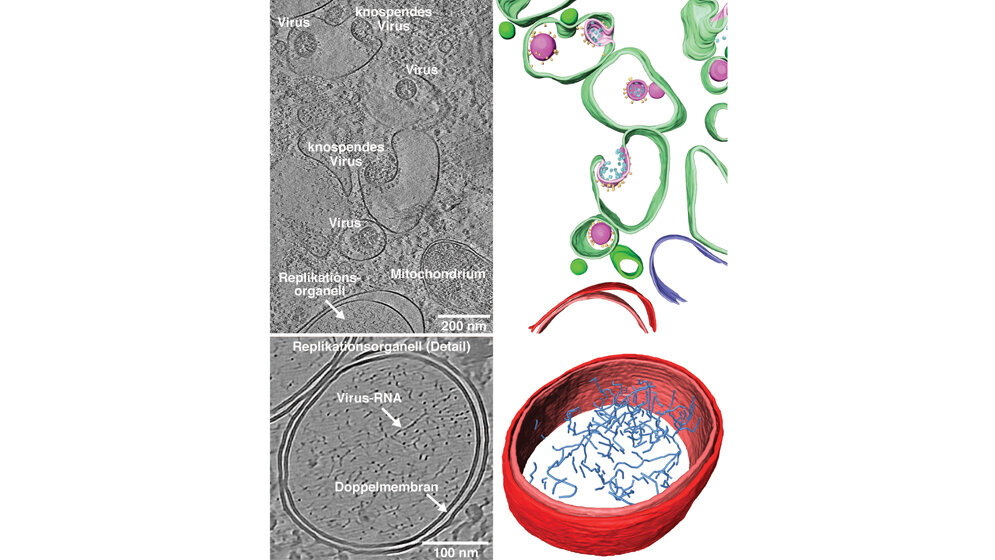 Kryo-Elektronenmikroskop