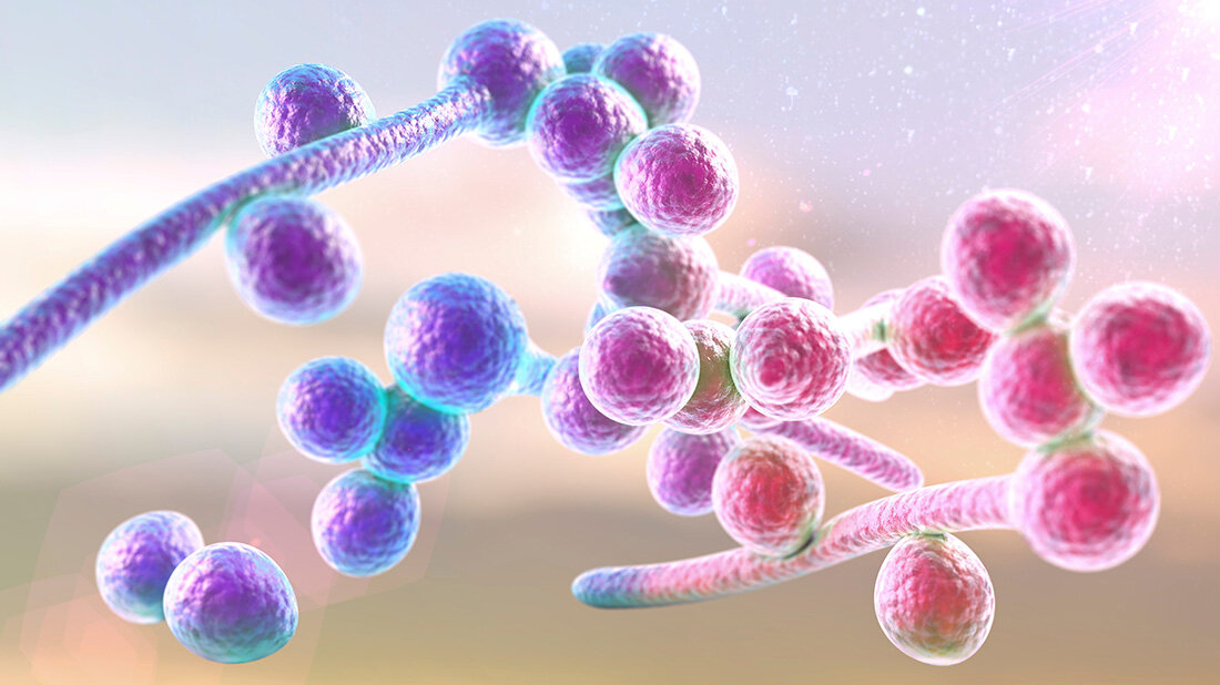 candida-albicans_3D.jpg 3D-Illustration des Pilzes candida albicans, unklarer hintergrund, blau-pinke Stäbe mit blau-pinken Kügelchen dran