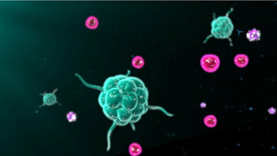 Aktivierung von B- und T-Zellen