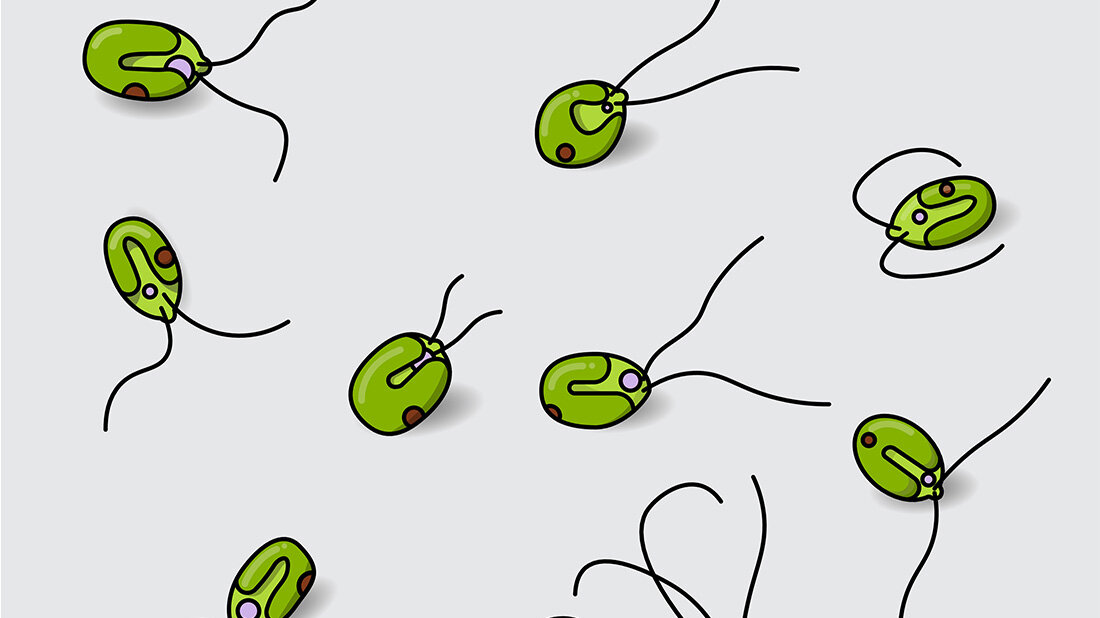  Grünalgenart Chlamydomonas reinhardtii kann das komplette Spikeprotein des Coronavirus produzieren.