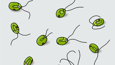  Grünalgenart Chlamydomonas reinhardtii kann das komplette Spikeprotein des Coronavirus produzieren.