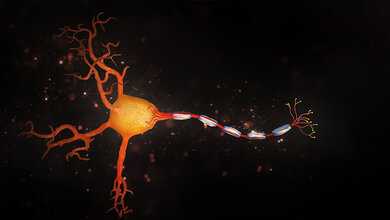 Nervenzelle_Myelinscheide.jpg Darstellung einer Nervenzelle mit Zellkörper, Dendriten und Axon, umgeben von Myelinscheiden, vor einem dunklen Hintergrund.