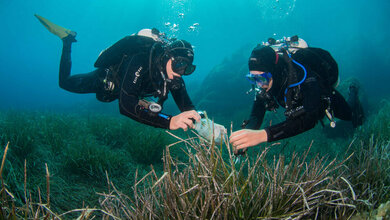Taucher sammeln Blätter des Neptungrases 
