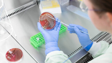 Wissenschaftlerin nimmt Bakterien von einer Agarplatte ab.