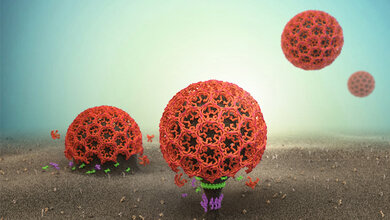 SNX9 zur Membraneinstülpung