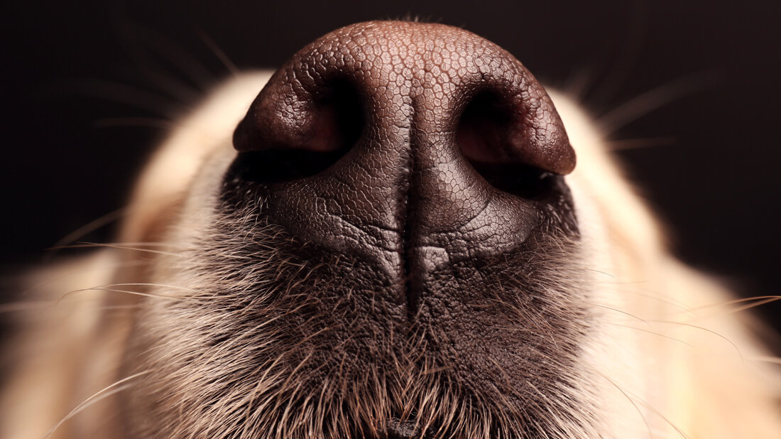 Hund_Nase_Africa_Studio_Adobe.jpg Hunde und Long COVID