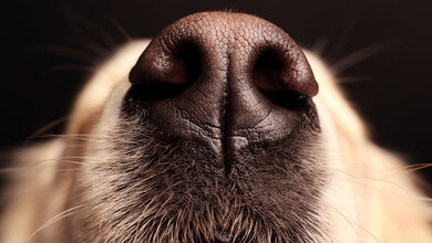 Hunde und Long COVID