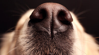 Hund_Nase_Africa_Studio_Adobe.jpg Hunde und Long COVID