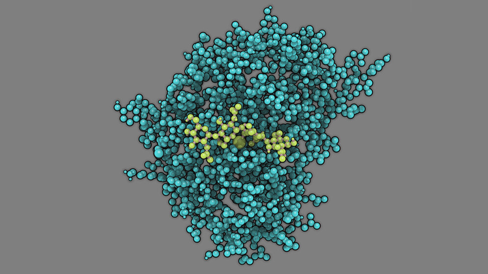 Modell_des_Enzyms_Chitosan_Deacetylase_tuerkis_Martin_Bonin.jpg Modell des Enzyms Chitosan-Deacetylase