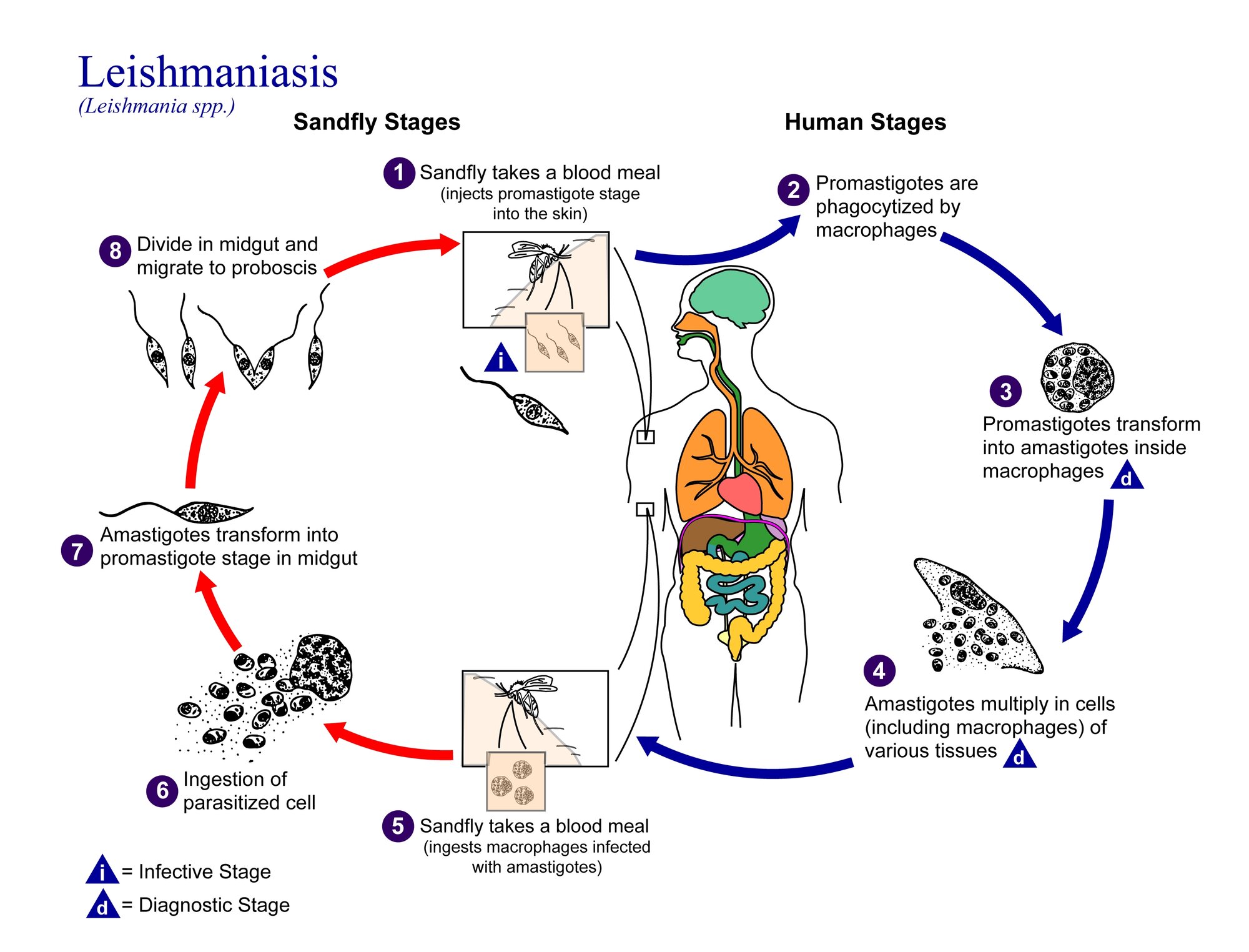 Darstellung des Lebenszyklus von Leishmania spp.