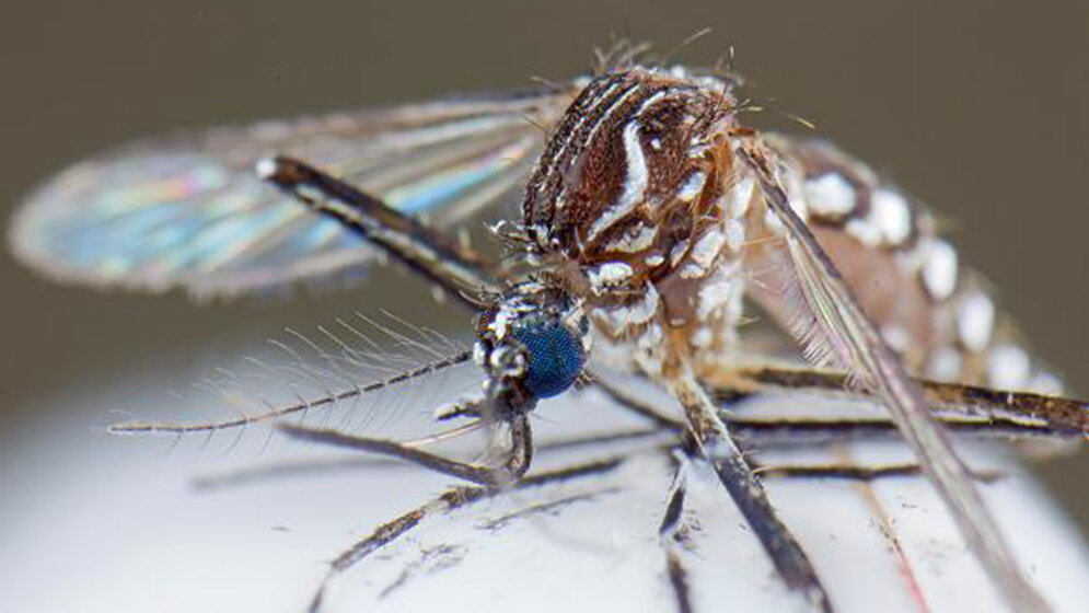 Diagnostik zur DengueVirusInfektion (Teil 2) MTDialog