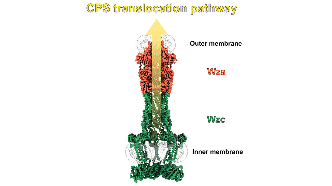 Querschnitt einer Bakterienstruktur