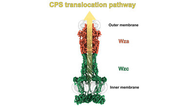 Querschnitt einer Bakterienstruktur