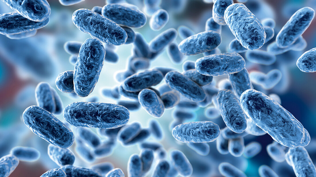 Pertussis Mikroskopische Darstellung stäbchenförmiger Bakterien als schematische Visualisierung mikrobiologischer Erreger.