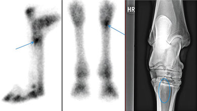 Titelbild_Rohde_Nuklearmedizinische_Untersuchung.jpg Pferd mit Läsion im Fesselträgerursprungsbereich hinten rechts = Ansatzstelle des Musculus interosseous medius am proximo-plantaren Metatarsus