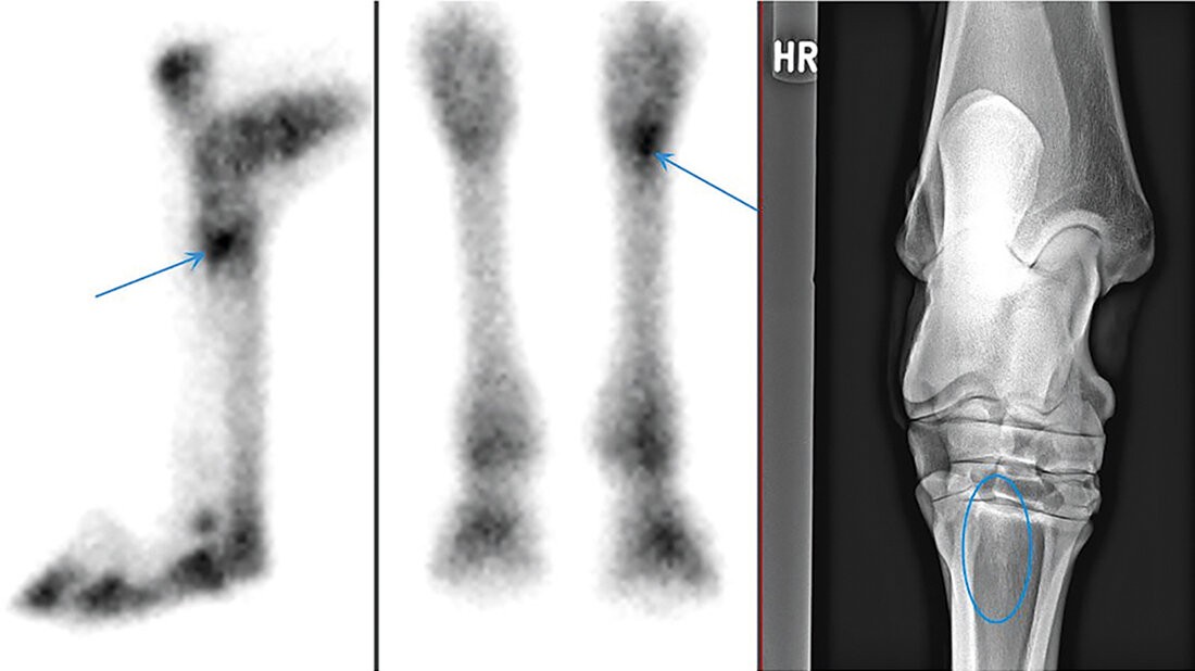 Pferd mit Läsion im Fesselträgerursprungsbereich hinten rechts = Ansatzstelle des Musculus interosseous medius am proximo-plantaren Metatarsus