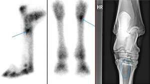 Pferd mit Läsion im Fesselträgerursprungsbereich hinten rechts = Ansatzstelle des Musculus interosseous medius am proximo-plantaren Metatarsus