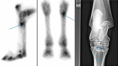 Pferd mit Läsion im Fesselträgerursprungsbereich hinten rechts = Ansatzstelle des Musculus interosseous medius am proximo-plantaren Metatarsus