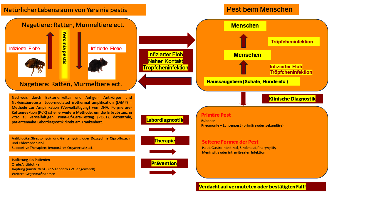 Übertragung, Diagnose, Behandlung und Vorbeugung der Pest