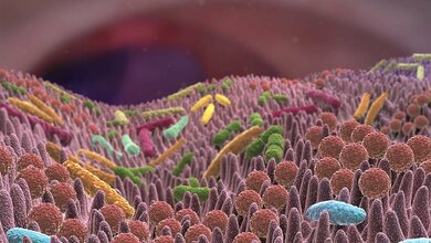 Darmflora_online.jpg Darmflora_online.jpg