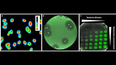 Fluoreszierende Sensorbakterien