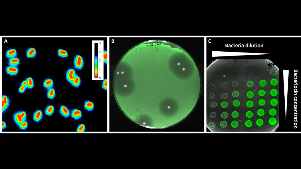 Fluoreszierende Sensorbakterien