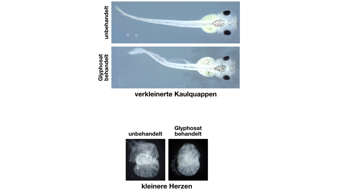 Kaulquappen des Krallenfrosches, die mit Glyphosat behandelt wurden