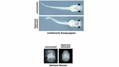 Kaulquappen des Krallenfrosches, die mit Glyphosat behandelt wurden