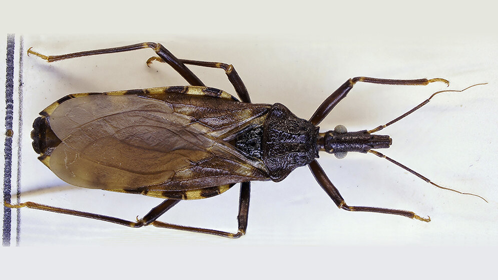 Chagas-Erkrankung