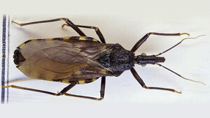 Chagas-Erkrankung