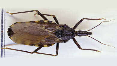 Laboratoriumsmedizin Chagas-Erkrankung