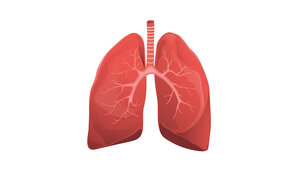 Grafik der Lungenflügel