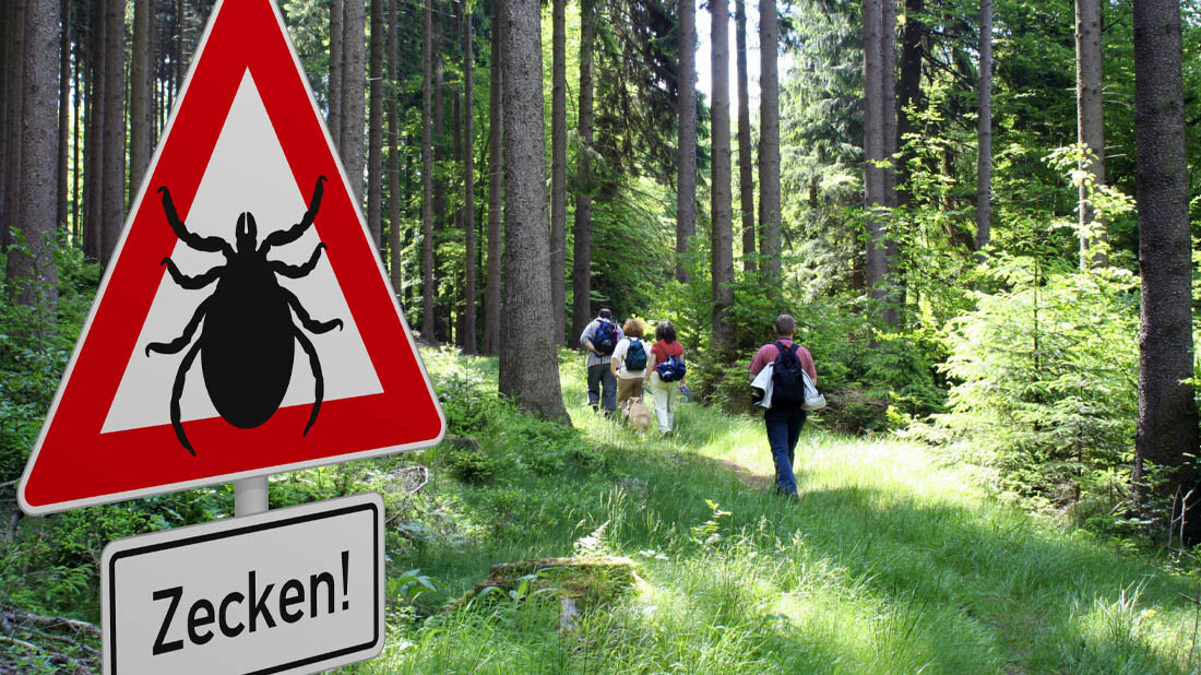 Warnung vor Zecken (FSME)