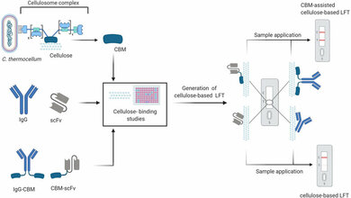 Lateral Flow Assays 