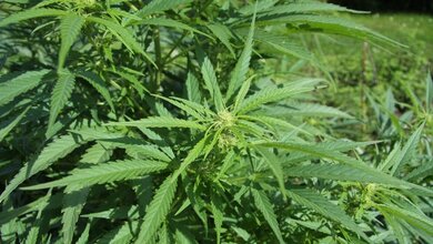 Cannabis