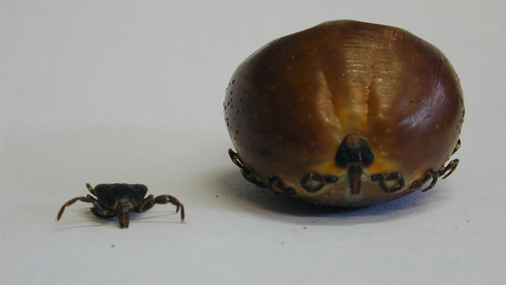 tropische Buntzecke Amblyomma variegatum