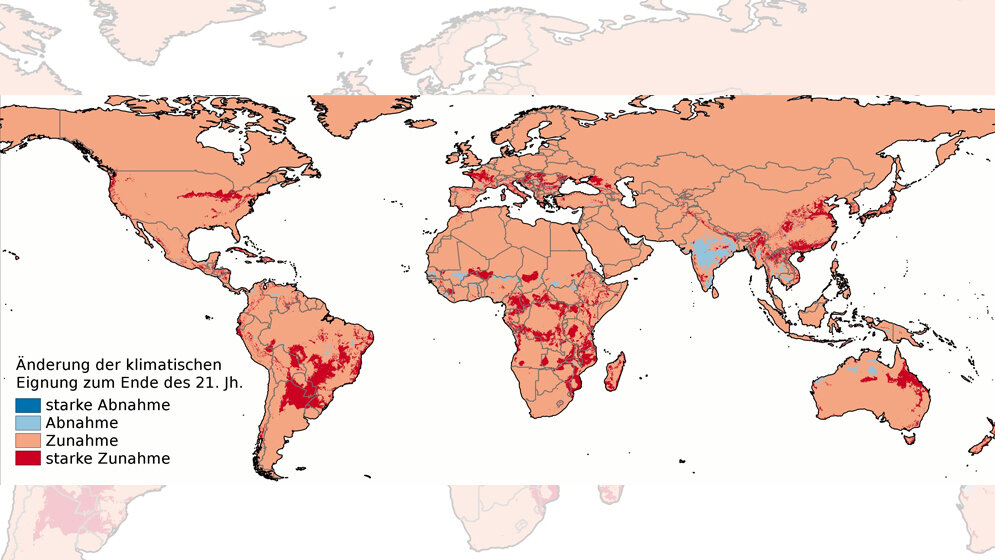 günstige Klimabedingungen für Chikungunya-Übertragungen bis zum Jahr 2100 