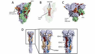 Lage der linearen Epitope