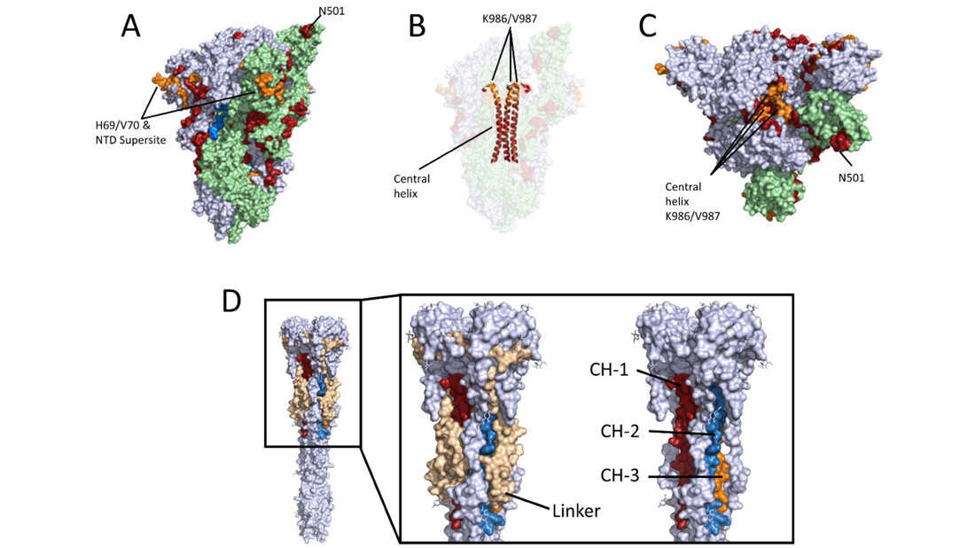 Lage der linearen Epitope
