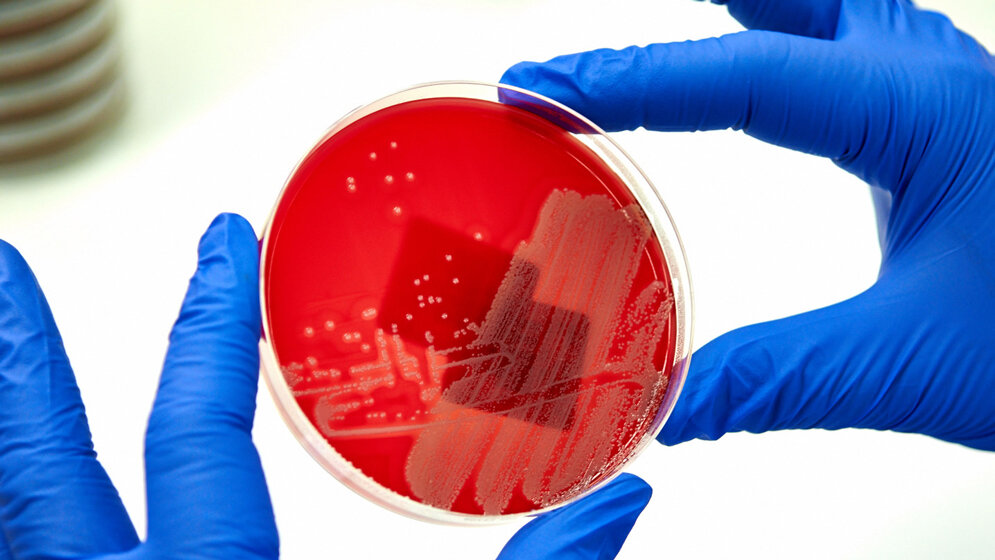 newsimage281208.jpgKeime.jpg Keime