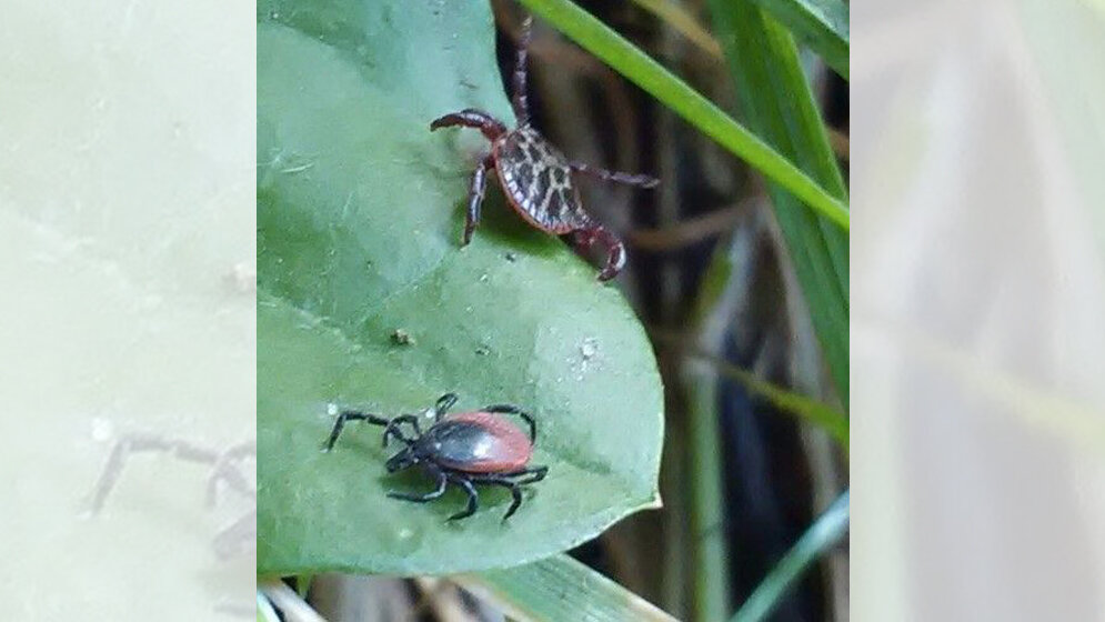 Zwei Zeckenarten auf einem Blatt