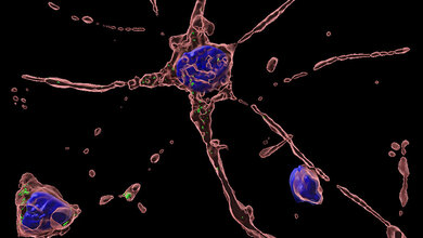 Hepatitis E Nervenzelle