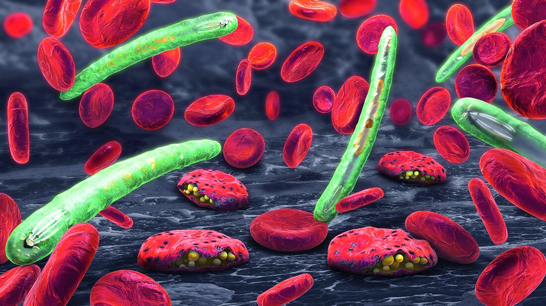 QIAGEN mit QIAprep& Plasmodium Kit Darstellung von roten Blutkörperchen (Erythrozyten) und Plasmodien, den Erregern der Malaria