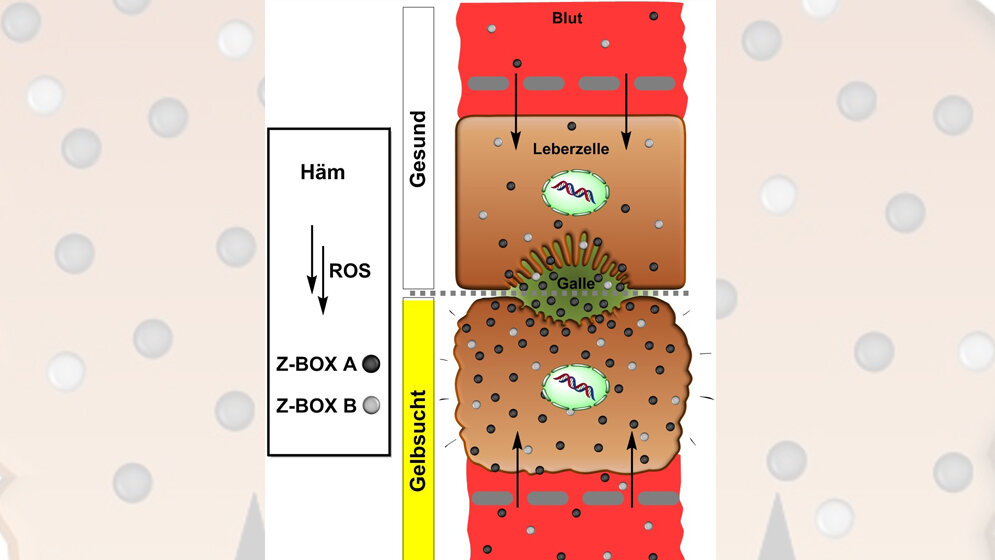 Bei_Gelbsucht_Z_BOX_A_und_Z_BOX_B_vermehrt_gebildet_und_angereichert_Quelle_Raphael_Seidel.jpg Z-BOX A und Z-BOX B vermehrt gebildet