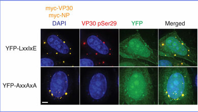 künstliche Kontaktstelle YFP-LxxIxE 
