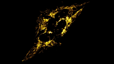 Mitochondriennetzwerk