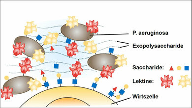 Quervernetzung der Zuckerstrukturen 