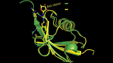 Kristallstruktur_von_Ubiquitin_gruen_Grafik_Cell.jpg Kristallstruktur von Ubiquitin